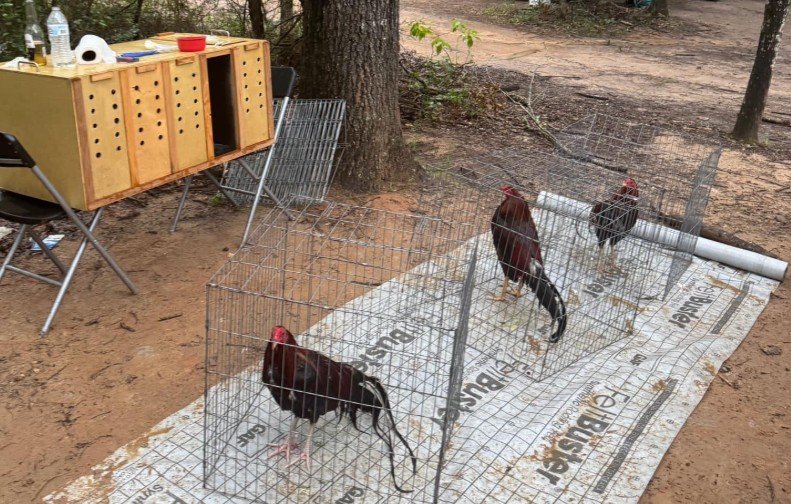 stories/cockfighting-071425.jpg