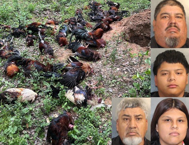 stories/cockfighting-arrests-04182026.jpg