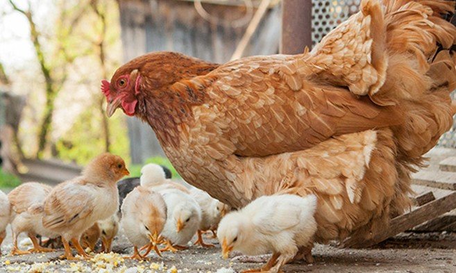 stories/hens-chicks.jpg