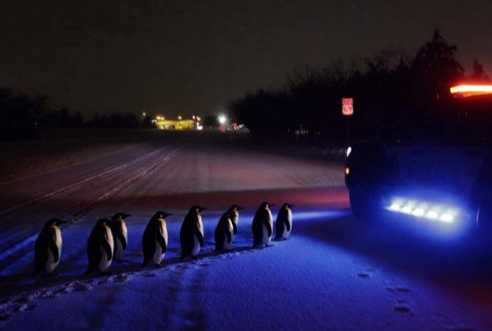 stories/penguin-crossing-greenville-tx.jpg